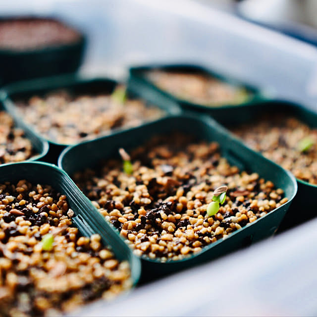 塊根植物/多肉植物/α6400/沖縄/DIY...などのインテリア実例 - 2021-07-16 22:34:59