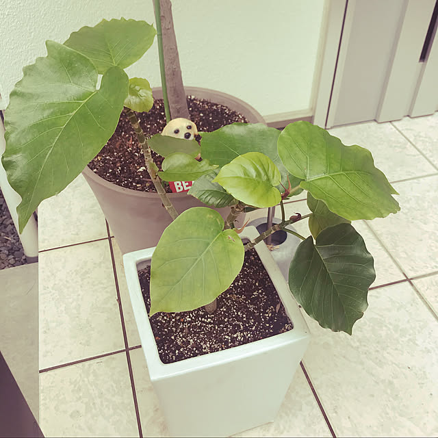 yukoboofさんの実例写真