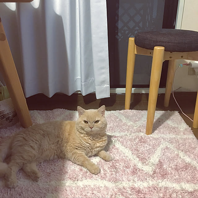 naokoさんの実例写真