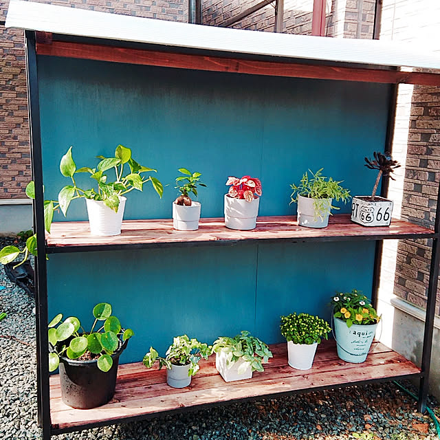 玄関/入り口/2021年/DIY/観葉植物/ピレアペペロミオイデス...などのインテリア実例 - 2022-01-02 22:12:50