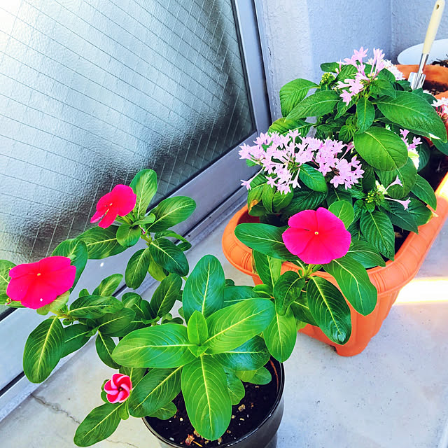 nonkoさんの実例写真