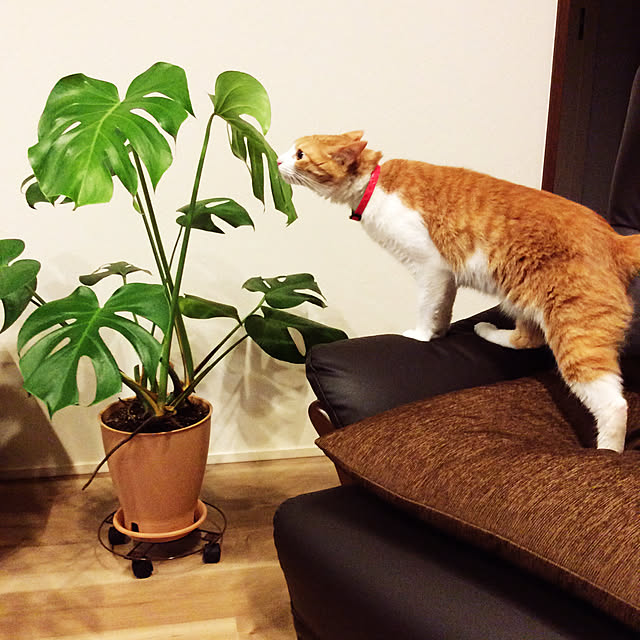 houenさんの実例写真