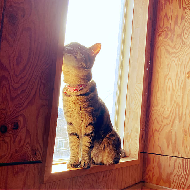 まどべ/ねこのいる日常/ねこと暮らす/ナチュラル/猫大好き♡...などのインテリア実例 - 2020-11-25 00:46:29