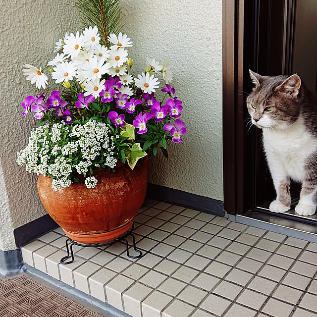 玄関/入り口/ねこのいる生活のインテリア実例 - 2020-09-15 22:48:12