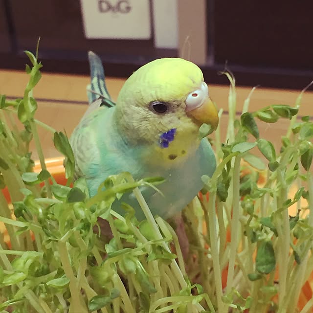 toratanさんの実例写真