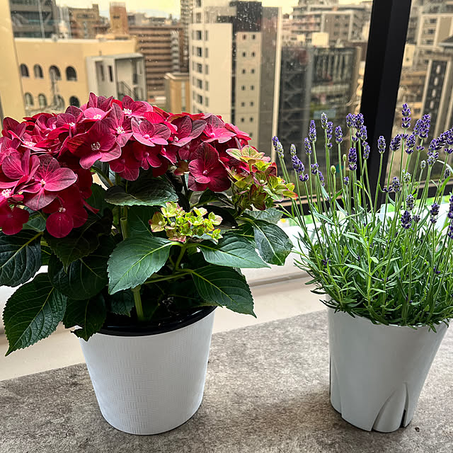 yu---さんの実例写真