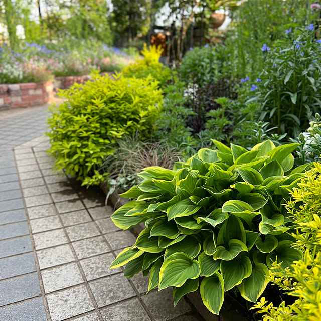 Royal_Gardeners_Clubさんの部屋