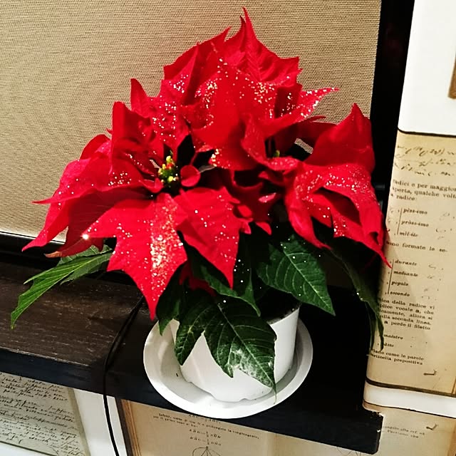 ベッド周り/クリスマス/植物/観葉植物のインテリア実例 - 2015-11-12 12:36:30