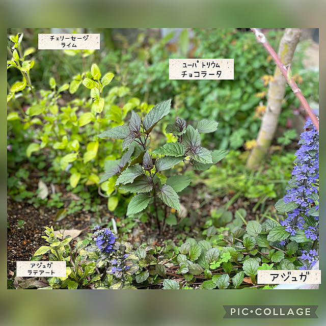 buchiさんの実例写真
