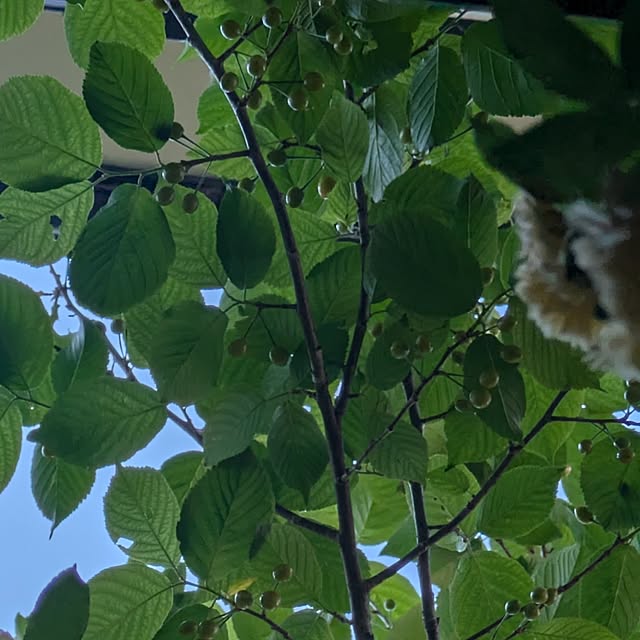 mori_6_12さんの実例写真