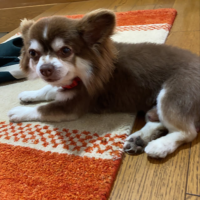 chIoeさんの部屋