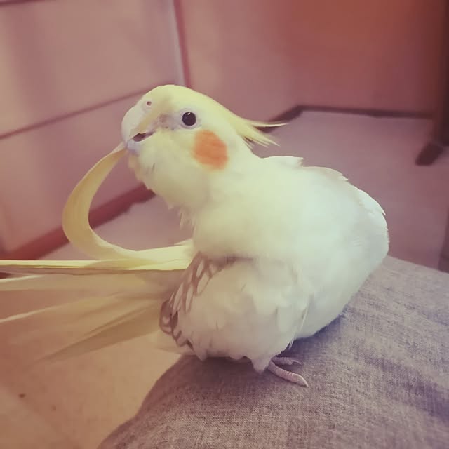 amanojakuさんの部屋