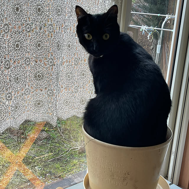 yukiyoさんの実例写真