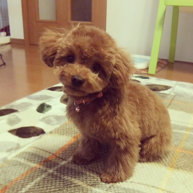 chipinoさんの実例写真