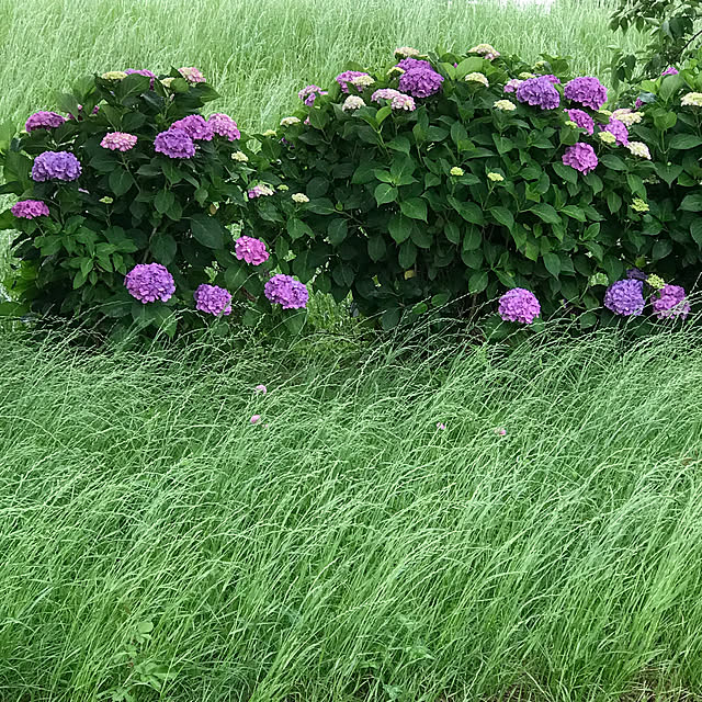 AKANEさんの実例写真
