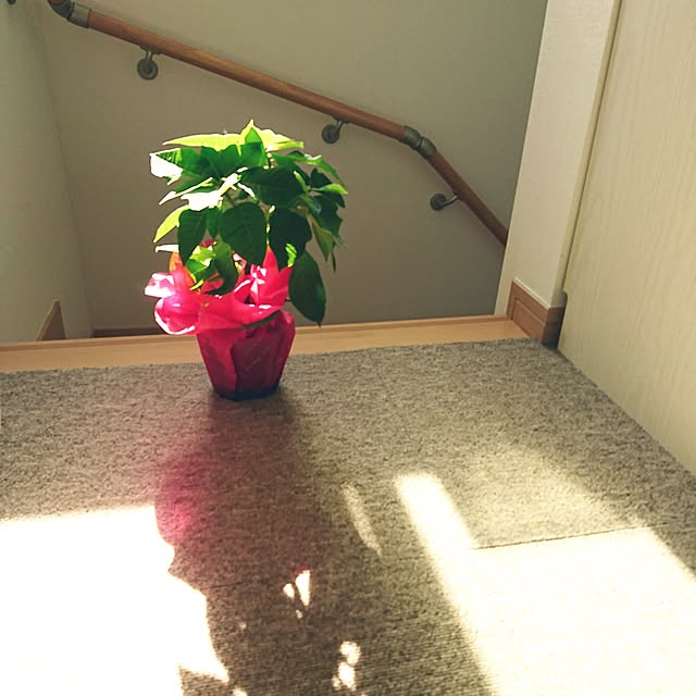 Mutsukiさんの実例写真