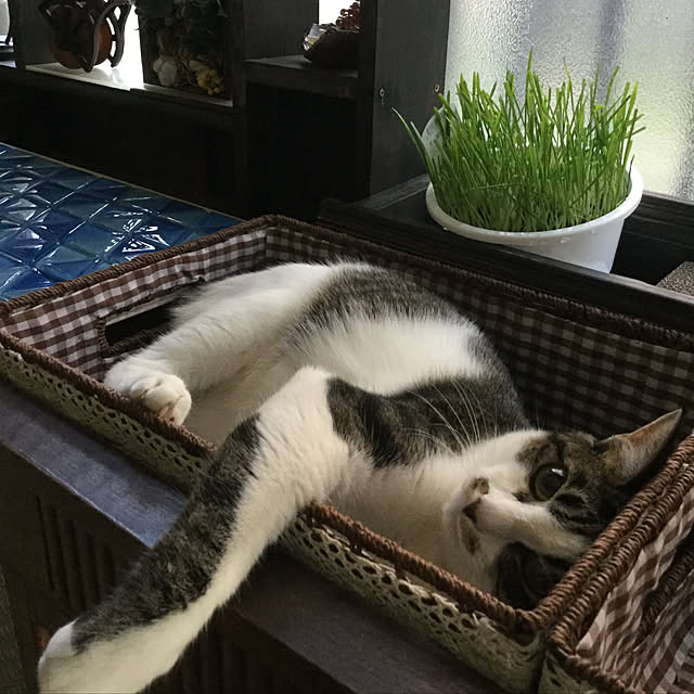 popoさんの実例写真