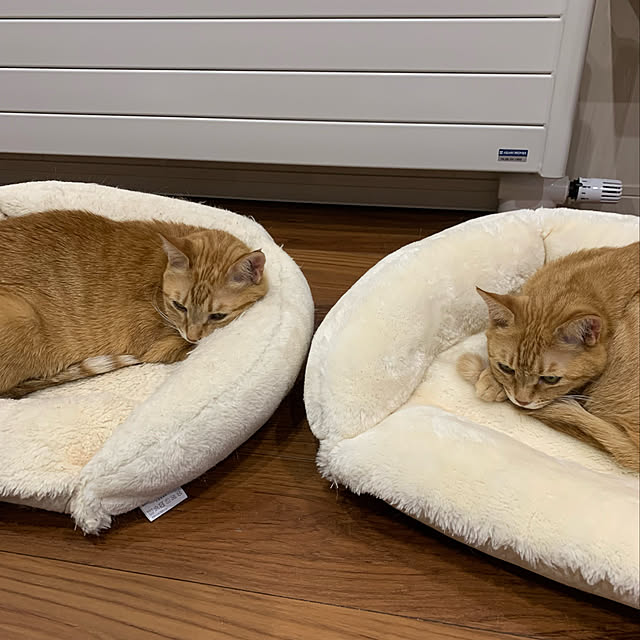 mikeume7さんの実例写真