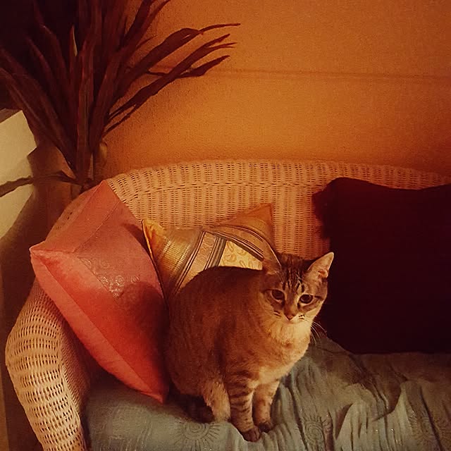 neoさんの実例写真