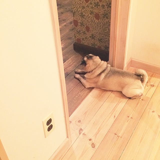 fukuさんの実例写真