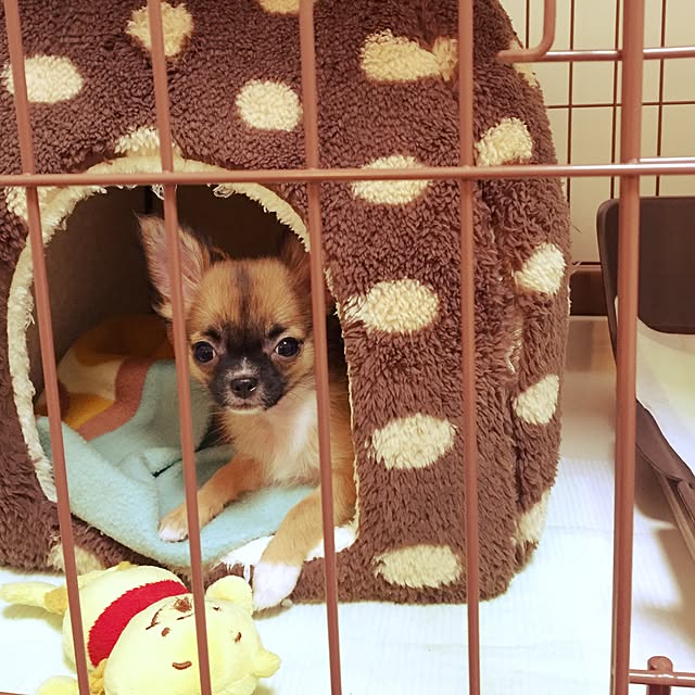 kokemomoさんの実例写真