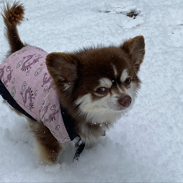 chIoeさんの実例写真