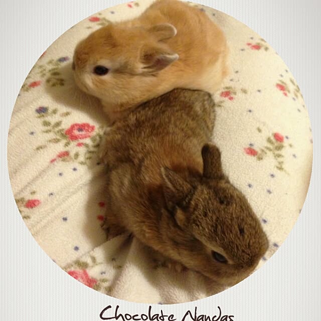 ChocolateNandasさんの実例写真