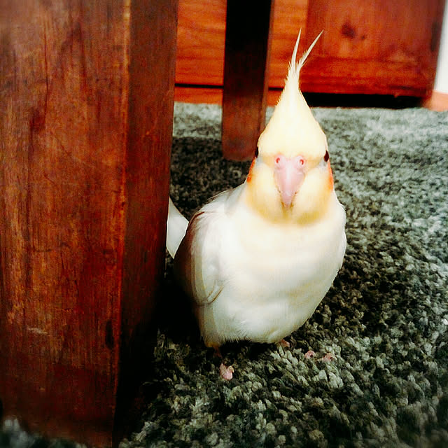 keikorinさんの実例写真
