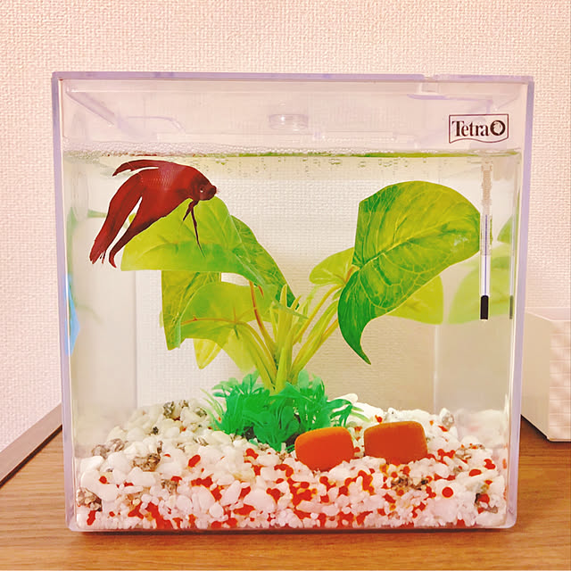 mutsuさんの実例写真