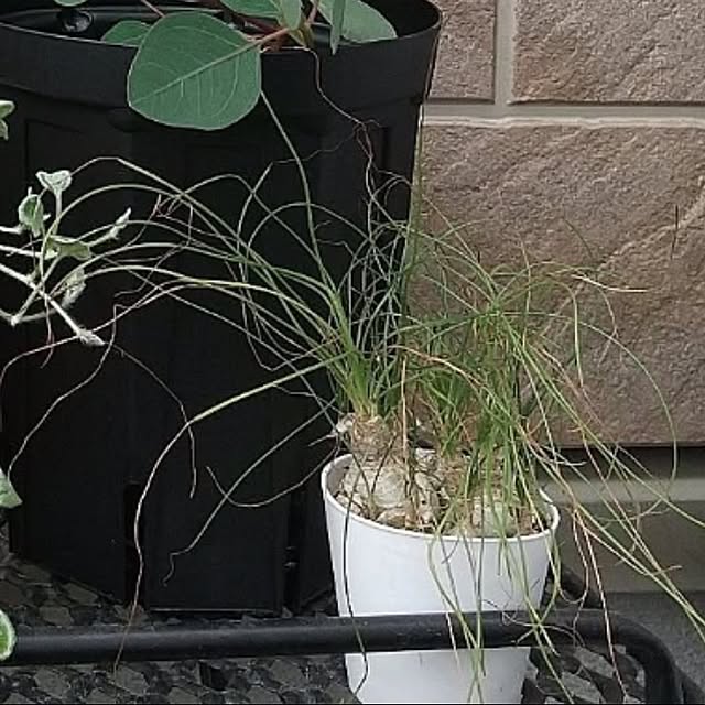 meiさんの実例写真