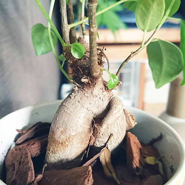 s.p.sunaoさんの実例写真