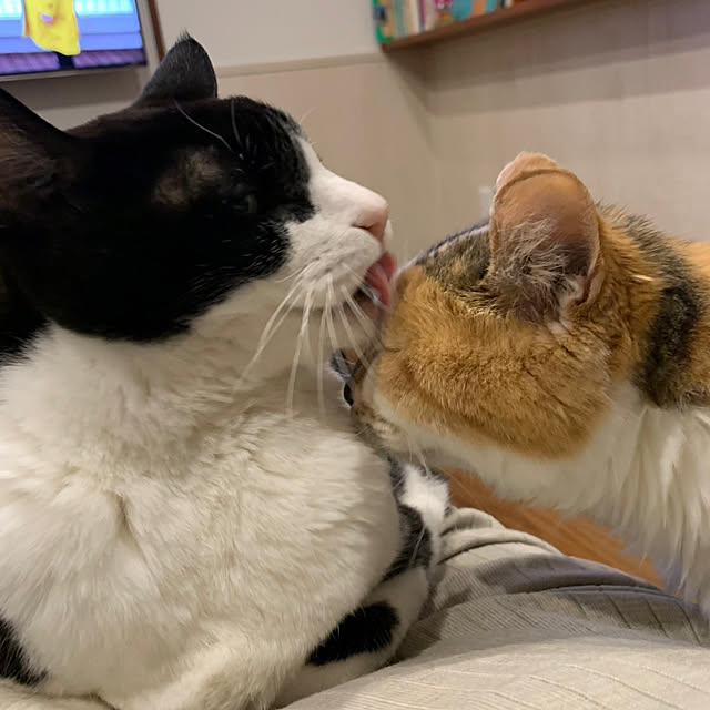mikeume7さんの実例写真