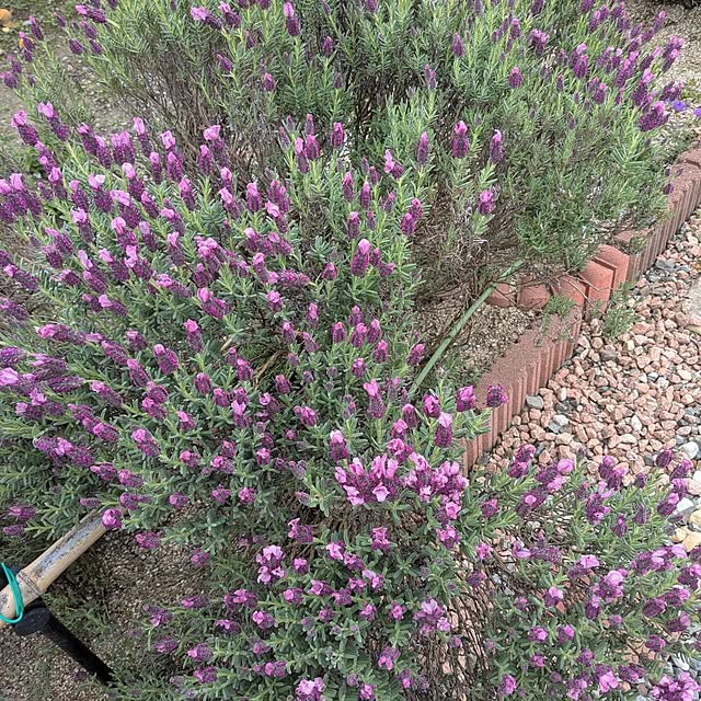 machikomamaさんの部屋