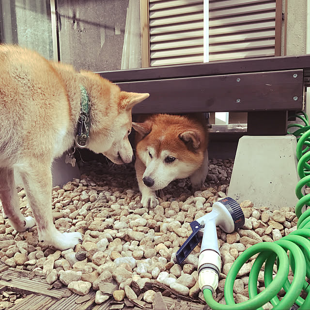 sivaさんの実例写真