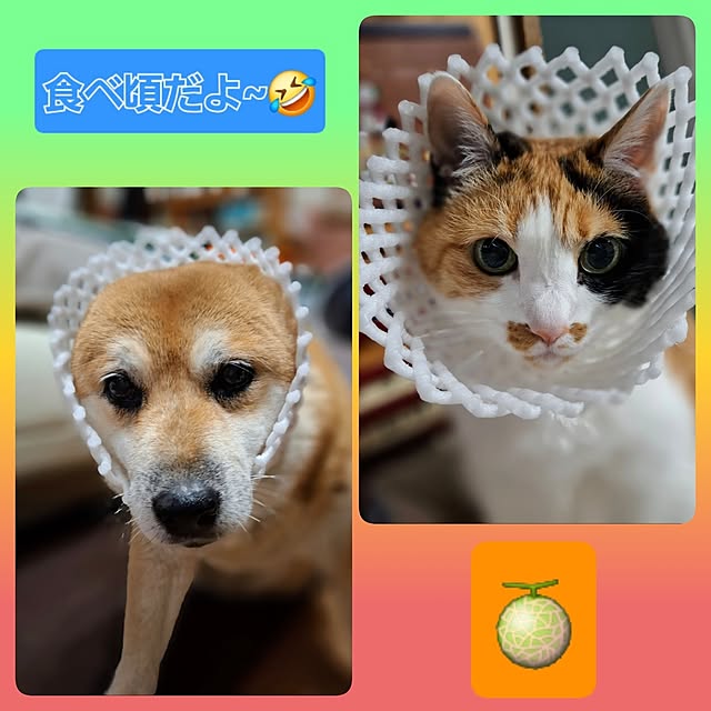 nanaさんの実例写真