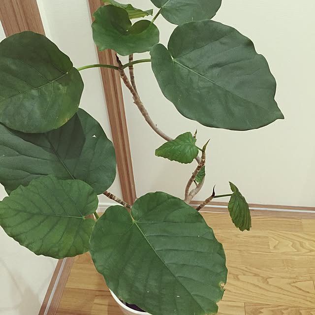 m.r.iさんの実例写真