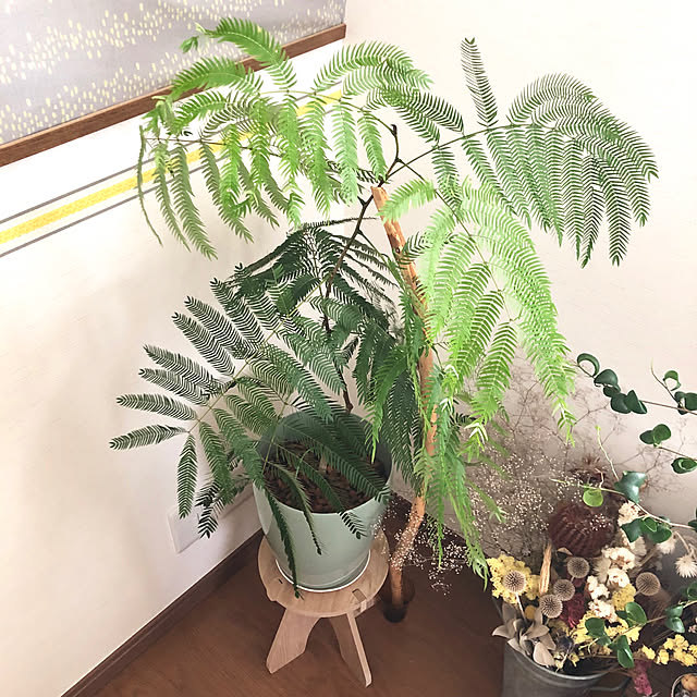 ayayayayaさんの実例写真
