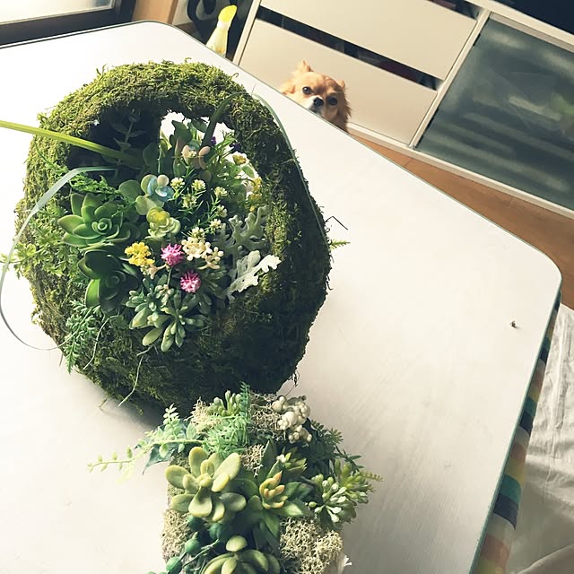 机/多肉植物/ハンドメイド/愛犬チワワ♡のインテリア実例 - 2016-06-22 16:57:52