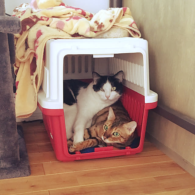 NOHANAさんの実例写真