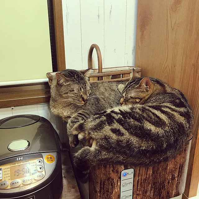 pepeさんの実例写真