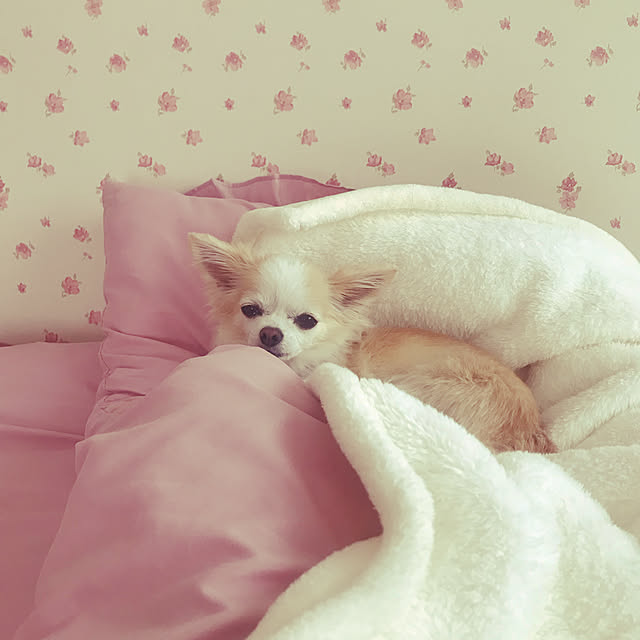 Sweetpeaさんの実例写真