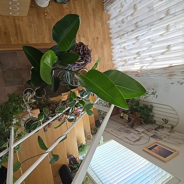 nonbiri_house_さんの部屋
