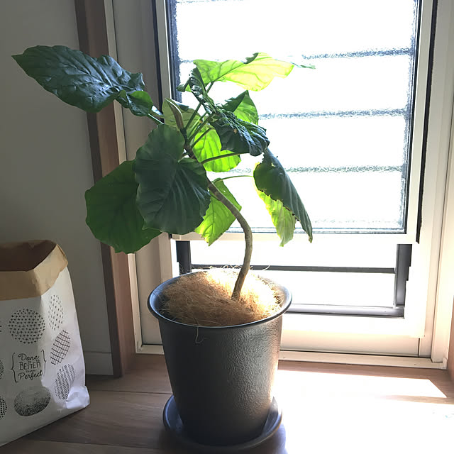 seiさんの実例写真