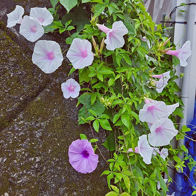 mocomocoさんの部屋