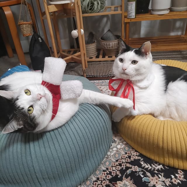 yuuさんの実例写真