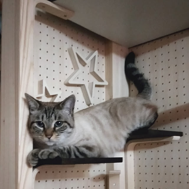 sakiさんの実例写真