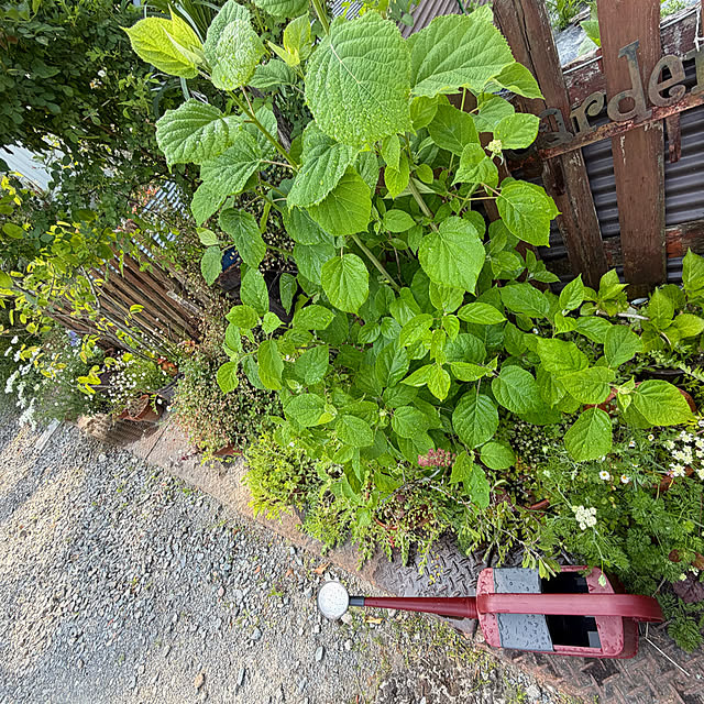 cotaさんの部屋
