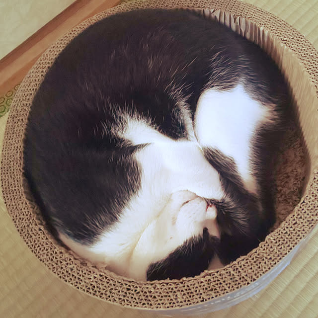 oseroさんの実例写真