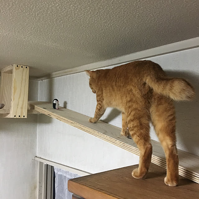 yoshi-yoshiさんの実例写真