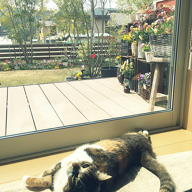miyo419さんの実例写真